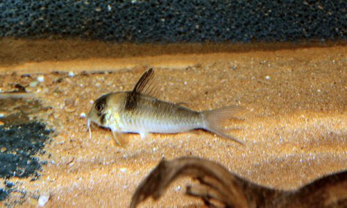 Corydoras sp. (CW075)