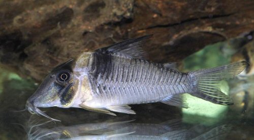 Corydoras sp. (CW075)