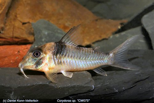 Corydoras sp. (CW075)