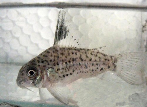 Corydoras sp. (CW079)