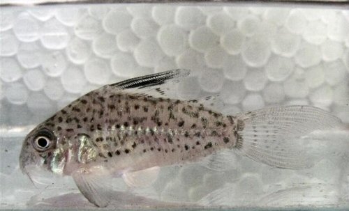 Corydoras sp. (CW079)