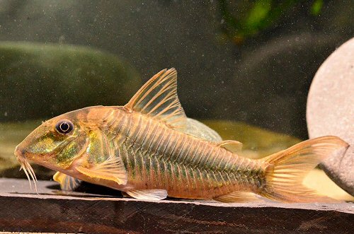 Corydoras sp. (CW080) = male