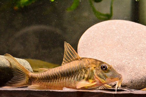 Corydoras sp. (CW080) = female