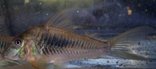 Corydoras sp. (CW080)