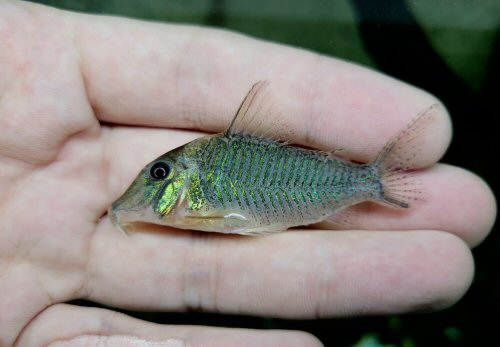 Corydoras caramater