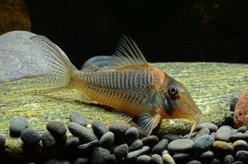 Corydoras caramater