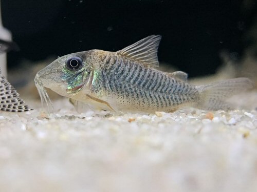 Corydoras caramater