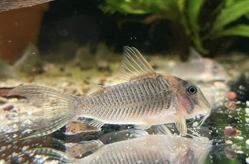 Corydoras sp. (CW083)