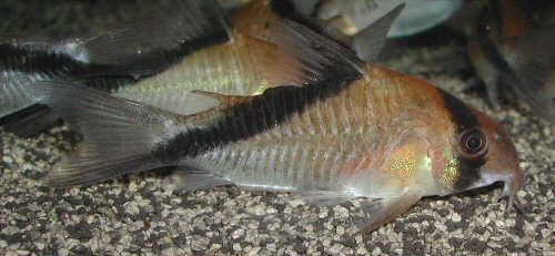 Hoplisoma sp. (CW088) = male