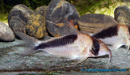 Corydoras sp. (CW089) = female