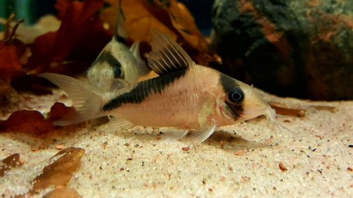 Corydoras sp. (CW089)