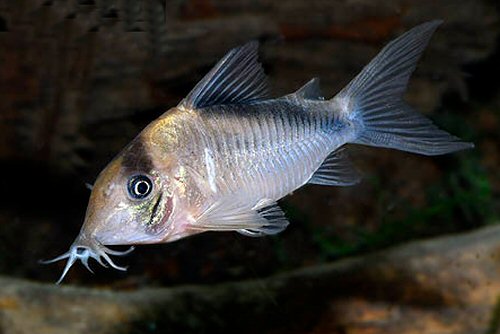 Corydoras sp. (CW091)