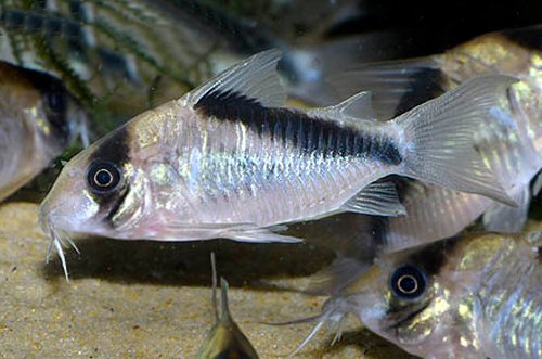 Corydoras sp. (CW091)