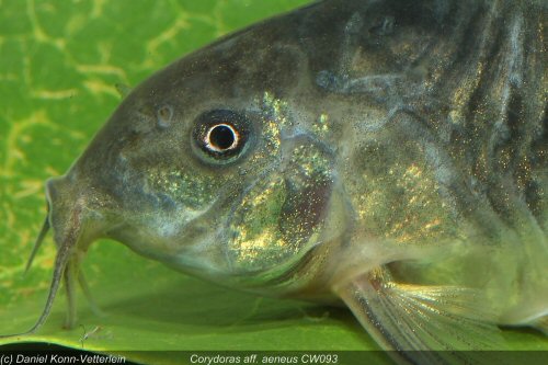 Osteogaster sp. (CW093) - head view