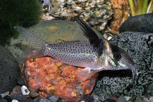 Corydoras sp. (CW099)