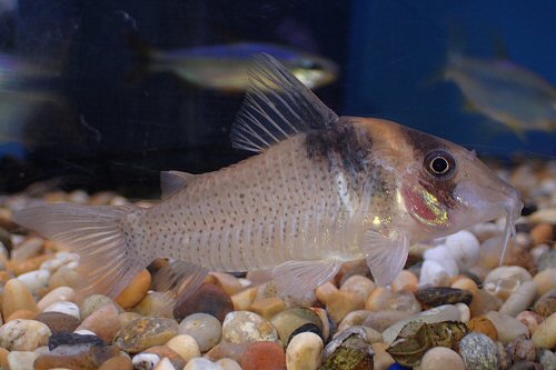 Corydoras sp. (CW099)