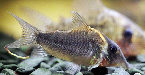 Corydoras sp. (CW101)