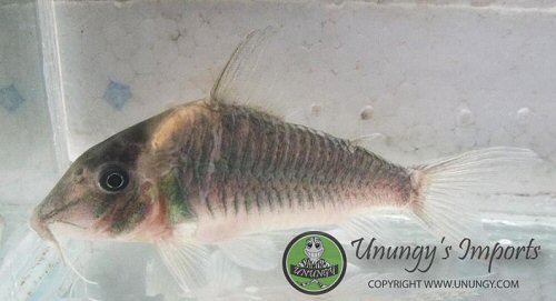 Corydoras sp. (CW101)