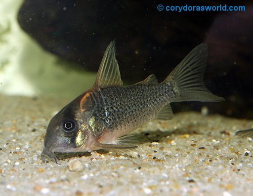 Hoplisoma sp. (CW102) = female