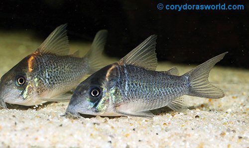 Corydoras sp. (CW102) = female