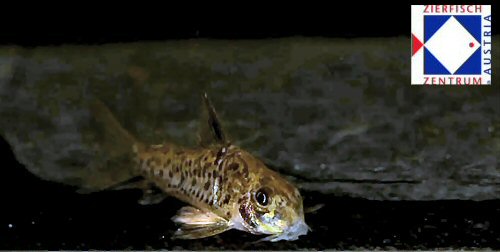 Hoplisoma sp. (CW104) = head view