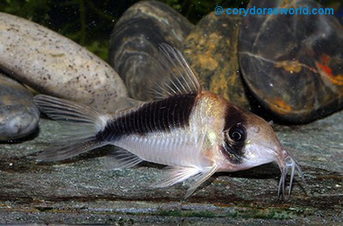 Corydoras sp. (CW106) = male