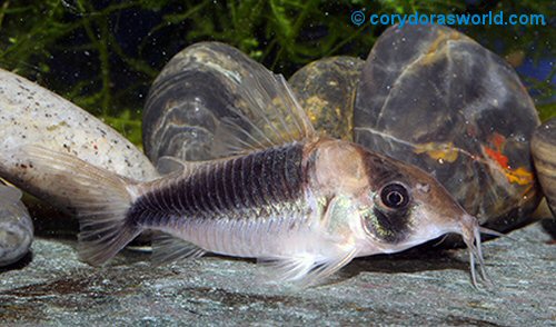 Corydoras sp. (CW106) = female