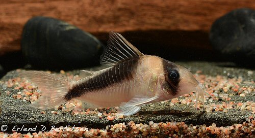 Corydoras sp. (CW106)