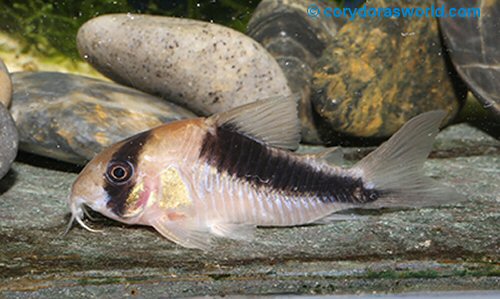 Corydoras sp. (CW107) = female