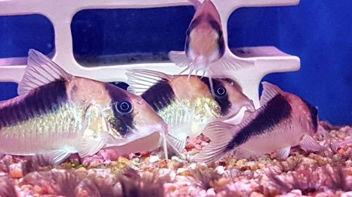 Corydoras sp. (CW107)