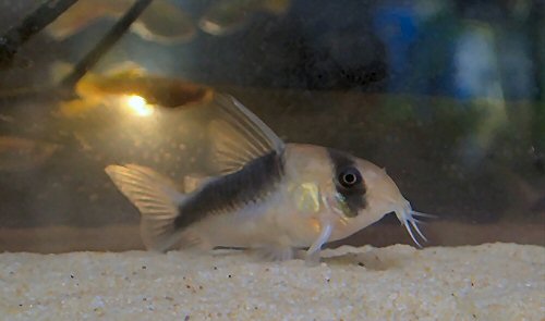 Corydoras sp. (CW107)