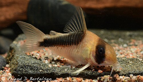 Corydoras sp. (CW107)