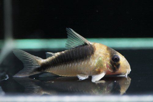 Corydoras sp. (CW107)