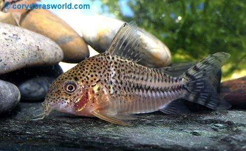 Corydoras sp. (CW109) = male