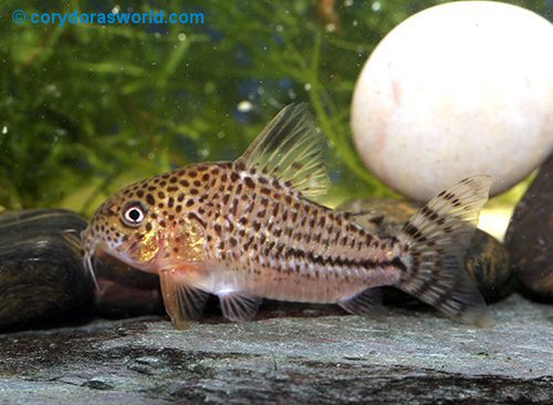 Hoplisoma sp. (CW109) = female