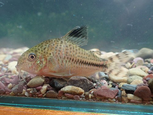 Corydoras sp. (CW109) = female