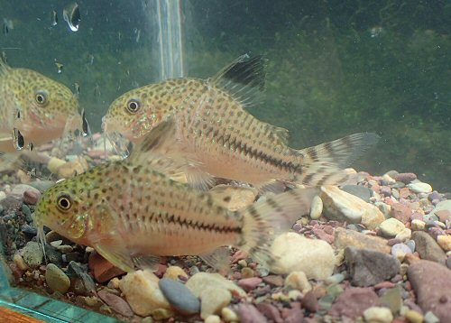 Corydoras sp. (CW109) = pair-female to rear