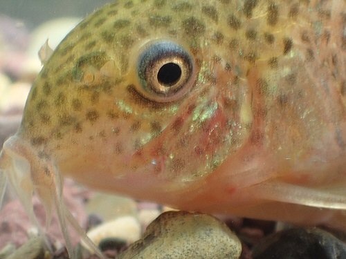 Corydoras sp. (CW109) = head view