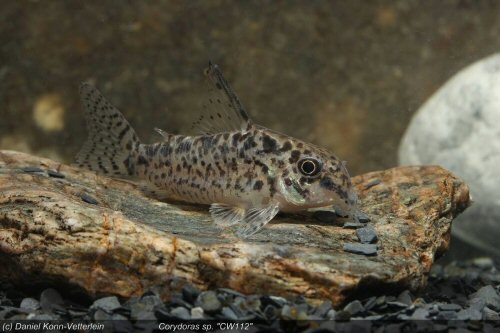 Corydoras sp. (CW112)