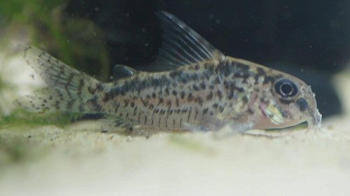 Corydoras sp. (CW112)