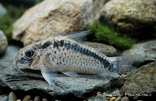 Corydoras sp. (CW112)