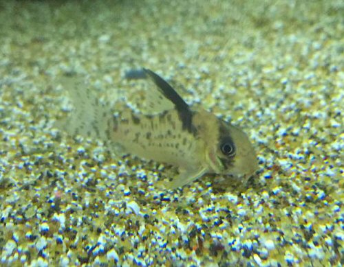 Corydoras sp. (CW115)