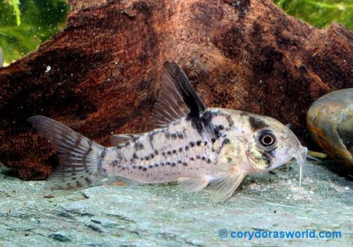 Corydoras sp. (CW115)