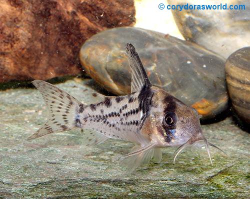 Corydoras sp. (CW115)