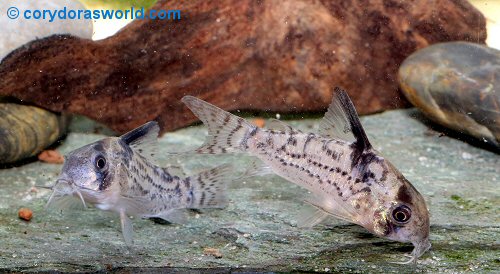 Hoplisoma sp. (CW115) = pair - female to right