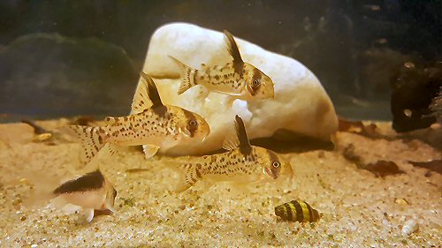 Corydoras sp. (CW115)