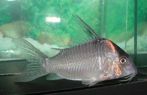 Corydoras sp. (CW117) = female