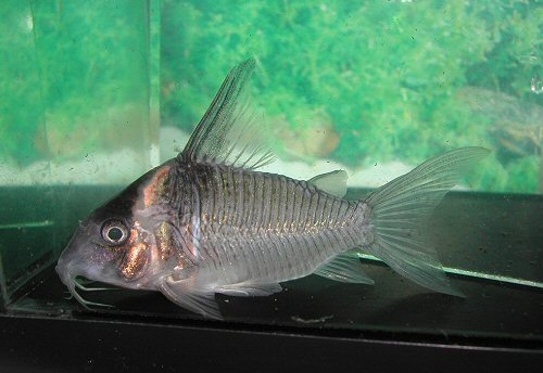 Corydoras sp. (CW117) = male