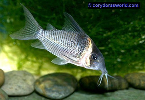 Corydoras sp. (CW117) = male