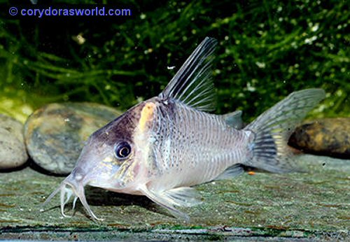 Corydoras sp. (CW117) = female